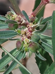 Euphorbia exstipulata