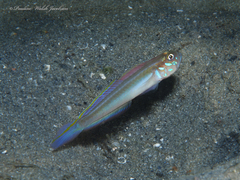 Microgobius microlepis