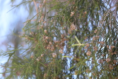 Melaleuca minutifolia