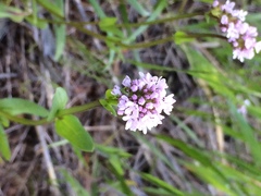 Plectritis congesta