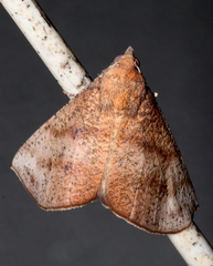 Mnesampela lenaea