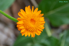 Lasianthaea macrocephala