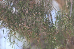 Melaleuca minutifolia
