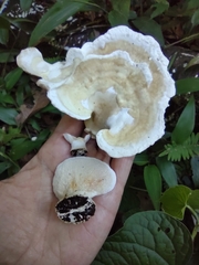 Trametes elegans