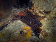 Tigrigobius macrodon