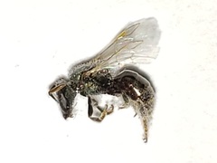 Lasioglossum longifrons