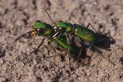 Cicindela ohlone