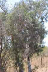 Melaleuca minutifolia