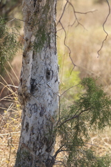 Melaleuca minutifolia