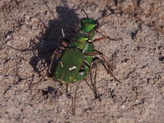 Cicindela ohlone