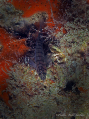 Tigrigobius macrodon