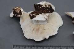 Trametes elegans