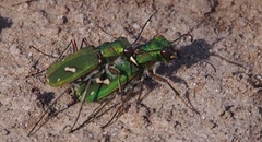 Cicindela ohlone
