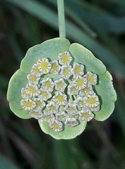 Bupleurum angulosum