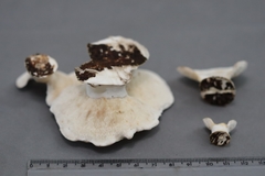 Trametes elegans