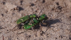 Cicindela ohlone