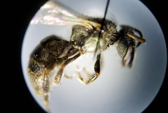 Lasioglossum longifrons