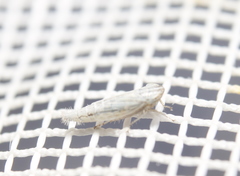 Commellus