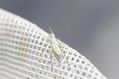 Oecanthus salvii