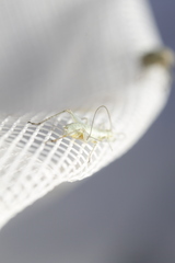 Oecanthus salvii
