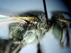 Lasioglossum longifrons