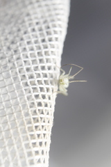 Oecanthus salvii