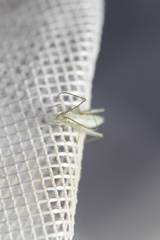 Oecanthus salvii