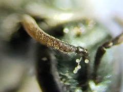 Lasioglossum longifrons