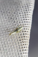 Oecanthus salvii