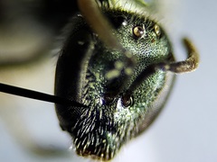 Lasioglossum longifrons