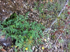 Lomatium dissectum