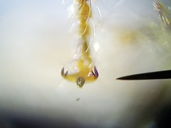 Lasioglossum longifrons