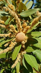 Dryocosmus juliae