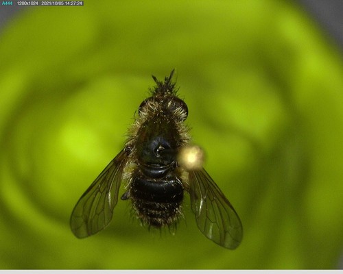 iNaturalist observation photo of Conophorus