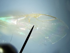 Lasioglossum longifrons