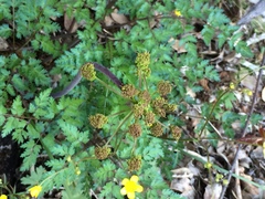 Lomatium dissectum