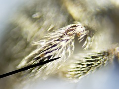 Lasioglossum longifrons