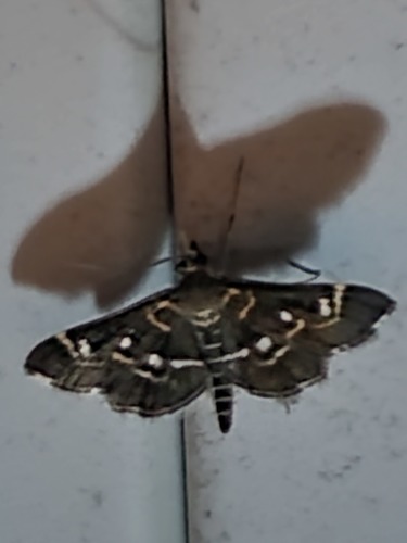 Harlequin Webworm Moth photo 2