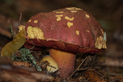 Rubroboletus pulcherrimus