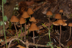 Conocybe rickenii