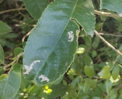 Liriomyza flavolateralis