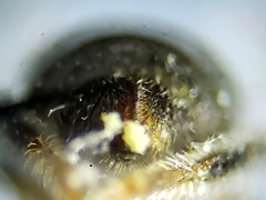 Lasioglossum longifrons