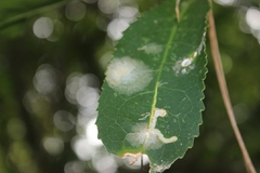 Liriomyza flavolateralis