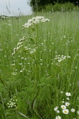 Chaerophyllum aureum