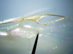 Lasioglossum longifrons