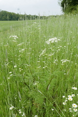 Chaerophyllum aureum