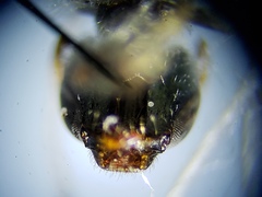 Lasioglossum longifrons