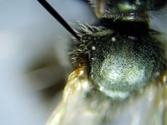 Lasioglossum longifrons