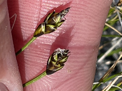 Carex nardina hepburnii