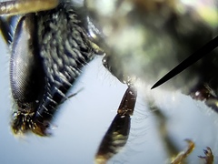 Lasioglossum longifrons